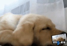 Tags: air, sleeping, vent (GIF in My r/AWW favs)