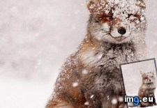 Tags: fox, snow (Pict. in My r/AWW favs)