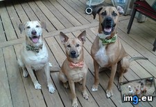 Tags: bought, bowties, dogs (Pict. in My r/AWW favs)