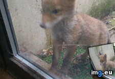 Tags: garden (Pict. in My r/AWW favs)