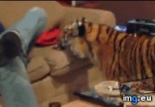 Tags: sofa, tiger (GIF in My r/AWW favs)