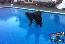 Tags: girls, swimming (Pict. in My r/AWW favs)