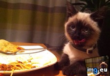 Tags: cat, spaghetti (Pict. in My r/AWW favs)