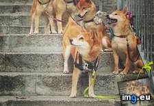 Tags: area, gang, germany, ruff, spotted (Pict. in My r/AWW favs)