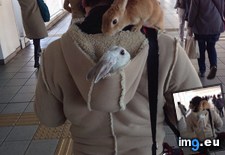 Tags: buddies, guy, spotted, tokyo (Pict. in My r/AWW favs)
