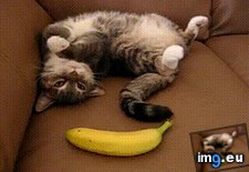 Tags: banana, cat, for, scale, startled (GIF in My r/AWW favs)
