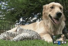 Tags: care, cubs, isabella, mother, rejected, superdog, takes, tiger, white (GIF in My r/AWW favs)