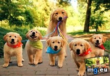 Tags: cute, dogs, for, happy, kids, walk, wallpaper (Pict. in My r/AWW favs)