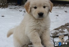 Tags: face (Pict. in My r/AWW favs)