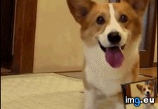 Tags: ball (GIF in My r/AWW favs)