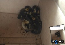 Tags: alive, baby, bringing, ducks, figure, hop, online, wife (Pict. in My r/AWW favs)
