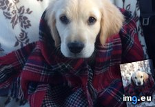 Tags: car, defrost, fergus, lent, mins, scarf (Pict. in My r/AWW favs)
