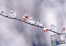 Tags: bird, cutest, japanese, long, see, tailed, tit, you (Pict. in My r/AWW favs)