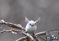 Tags: bird, cutest, japanese, long, see, tailed, tit, you (Pict. in My r/AWW favs)