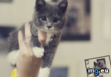 Tags: eyes (Pict. in My r/AWW favs)
