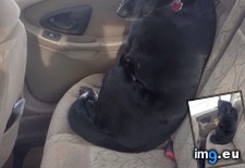 Tags: dog, face, realizes, tricked, trip, vet (Pict. in My r/AWW favs)