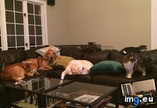 Tags: are, house, meeting, pets (Pict. in My r/AWW favs)