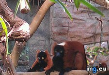 Tags: animal, friend, gave, get, lemur, lonely, national, stuffed, too, zoo (Pict. in My r/AWW favs)