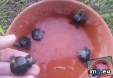 Tags: baby, hatched, turtles, yard (Pict. in My r/AWW favs)
