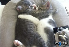 Tags: adoption, two (Pict. in My r/AWW favs)