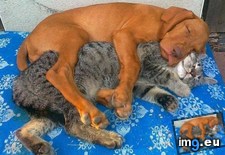Tags: image (Pict. in My r/AWW favs)