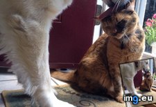 Tags: friends (Pict. in My r/AWW favs)