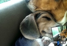 Tags: love (Pict. in My r/AWW favs)