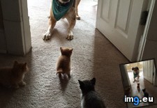 Tags: surrounded (Pict. in My r/AWW favs)