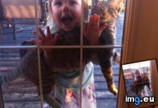 Tags: cats, endure (Pict. in My r/AWW favs)