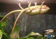 Tags: for, love (Pict. in My r/AWW favs)