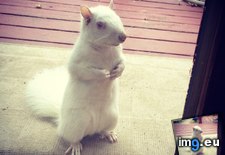 Tags: albino, begs, corn, day, door, squirrel (Pict. in My r/AWW favs)