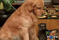 Tags: closely, dog, humans, observing (GIF in My r/AWW favs)