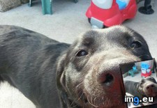 Tags: face (Pict. in My r/AWW favs)