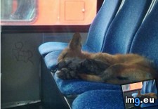 Tags: bus, city, fox, hometown, parked, sleeping (Pict. in My r/AWW favs)