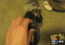 Tags: adorable, baby, otter, tickling (GIF in My r/AWW favs)