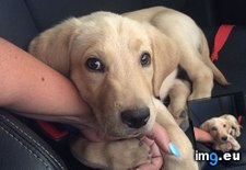 Tags: arlo, calm, car, hold, paw, stay (Pict. in My r/AWW favs)