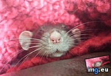 Tags: cookie, dumbo, knitting, loves, mum, rat, she (Pict. in My r/AWW favs)