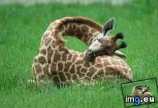 Tags: baby, giraffe, how, sleeps (Pict. in My r/AWW favs)