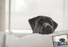 Tags: dog, how, watches (Pict. in My r/AWW favs)