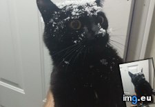 Tags: cat, door, run, snow, teen, wall (Pict. in My r/AWW favs)