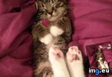 Tags: baby, face, kitten, kitty, river (Pict. in My r/AWW favs)