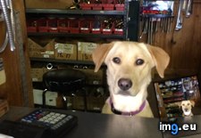 Tags: bearable, bit, greeter, high, local, official, plumbing, prices, she, store, supply (Pict. in My r/AWW favs)
