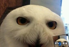 Tags: adorable, hedwig, movie, north, owl, played, terror, white, wton (Pict. in My r/AWW favs)