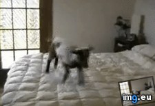 Tags: kid (GIF in My r/AWW favs)