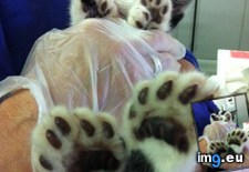 Tags: kitten, toeses (Pict. in My r/AWW favs)