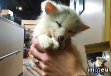 Tags: baby, fox, work (Pict. in My r/AWW favs)