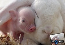 Tags: ear, hid, piggy (Pict. in My r/AWW favs)