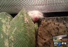 Tags: cuddle, eat, heat, lamp, lived, mouse, night, refuses, snake, togeth (Pict. in My r/AWW favs)