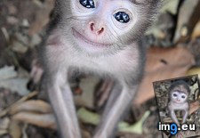 Tags: eyes (Pict. in My r/AWW favs)