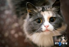 Tags: eyes (Pict. in My r/AWW favs)